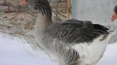 Najväčší husi na svete: top veľké plemená